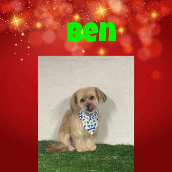 HELP A RESCUE FOR THE HOLIDAYS - Picture 11 of 13